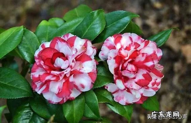 茶花适合什么土壤种植？