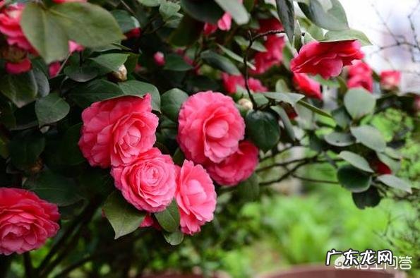 茶花适合什么土壤种植?