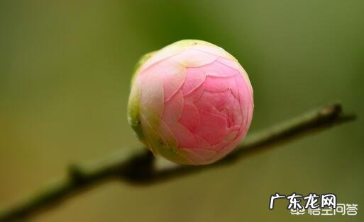 茶花适合什么土壤种植?