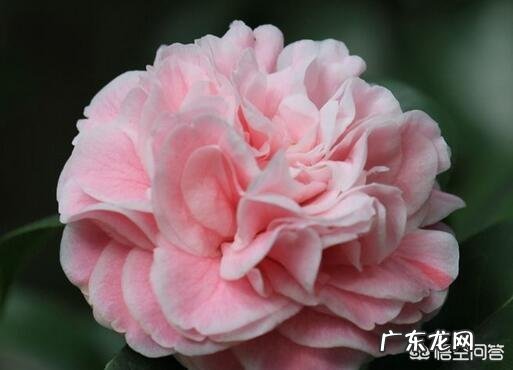 茶花适合什么土壤种植?