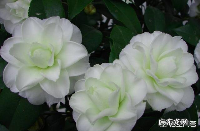 茶花适合什么土壤种植?