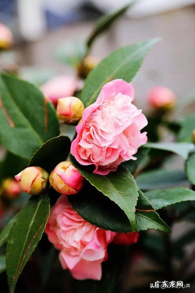 茶花适合什么土壤种植?