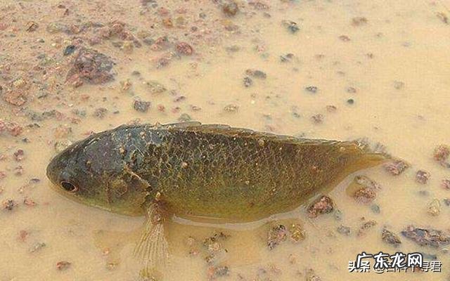 鱼离开水,是缺水被干死的?还是缺氧憋死的?