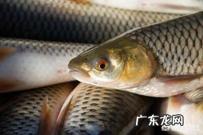 鱼离开水,是缺水被干死的?还是缺氧憋死的?