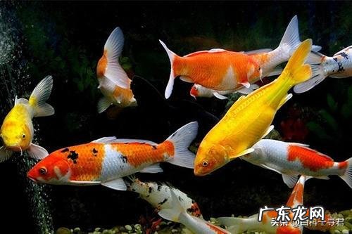 鱼离开水,是缺水被干死的?还是缺氧憋死的?