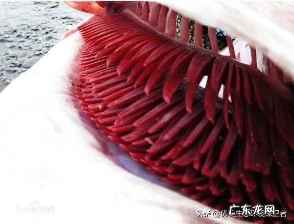 鱼离开水,是缺水被干死的?还是缺氧憋死的?