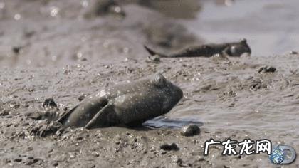 鱼离开水,是缺水被干死的?还是缺氧憋死的?