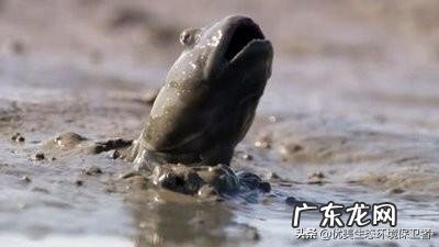 鱼离开水,是缺水被干死的?还是缺氧憋死的?