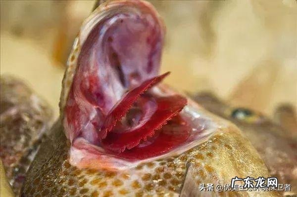 鱼离开水,是缺水被干死的?还是缺氧憋死的?