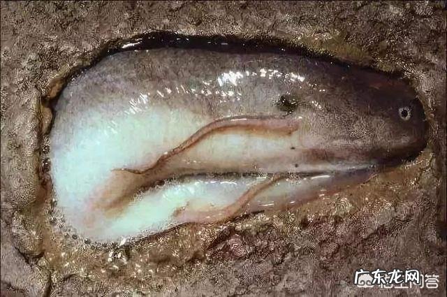 鱼离开水,是缺水被干死的?还是缺氧憋死的?