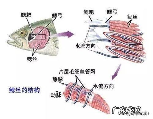 鱼离开水,是缺水被干死的?还是缺氧憋死的?