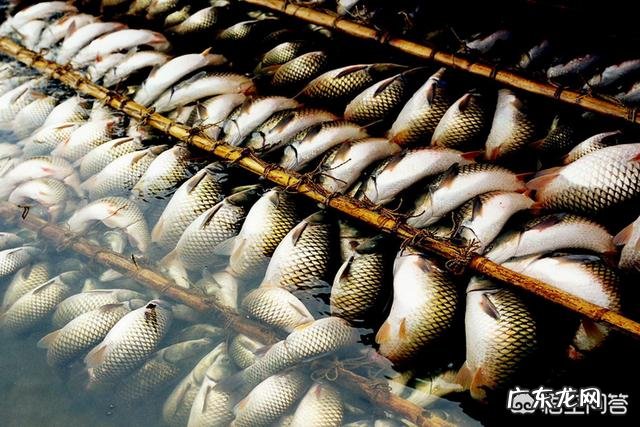 鱼离开水,是缺水被干死的?还是缺氧憋死的?