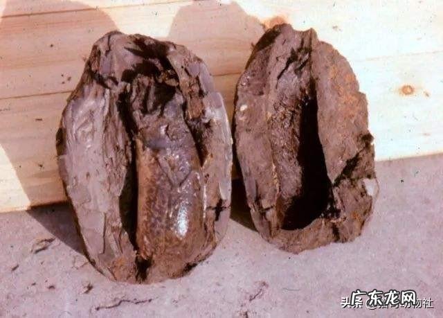 鱼离开水,是缺水被干死的?还是缺氧憋死的?