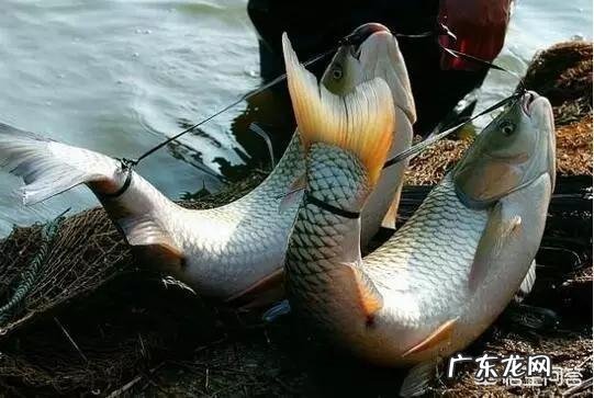 鱼离开水,是缺水被干死的?还是缺氧憋死的?