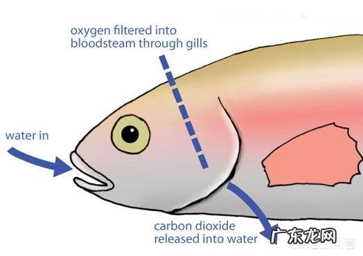 鱼离开水,是缺水被干死的?还是缺氧憋死的?