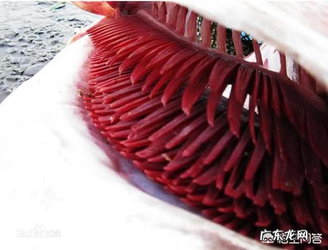 鱼离开水,是缺水被干死的?还是缺氧憋死的?