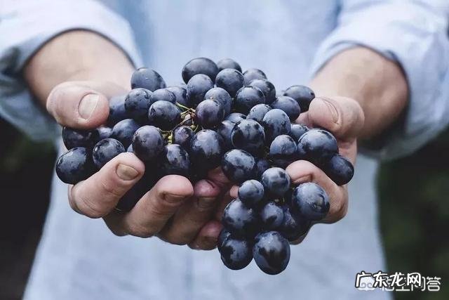 花青素对促进人体健康到底有多大帮助?