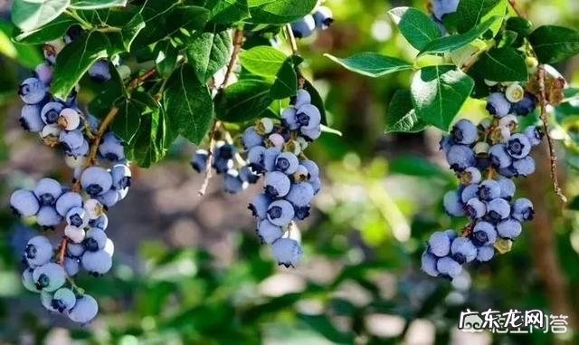 花青素对促进人体健康到底有多大帮助?