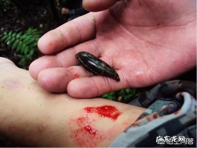 蚂蝗的药用价值有哪些?