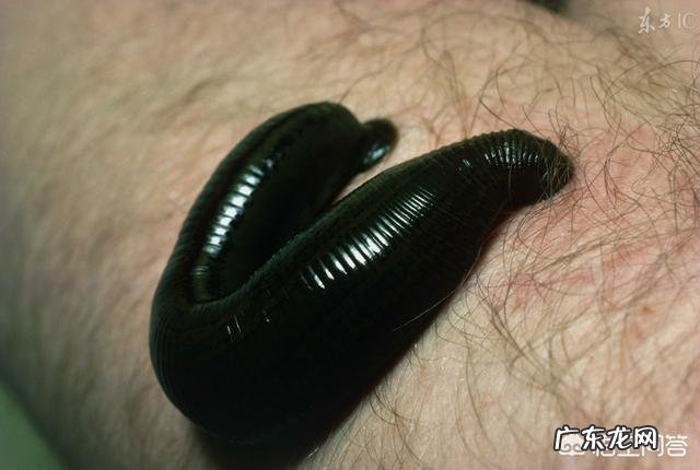 蚂蝗的药用价值有哪些?