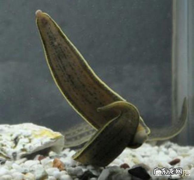 蚂蝗的药用价值有哪些?