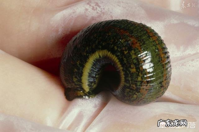 蚂蝗的药用价值有哪些?