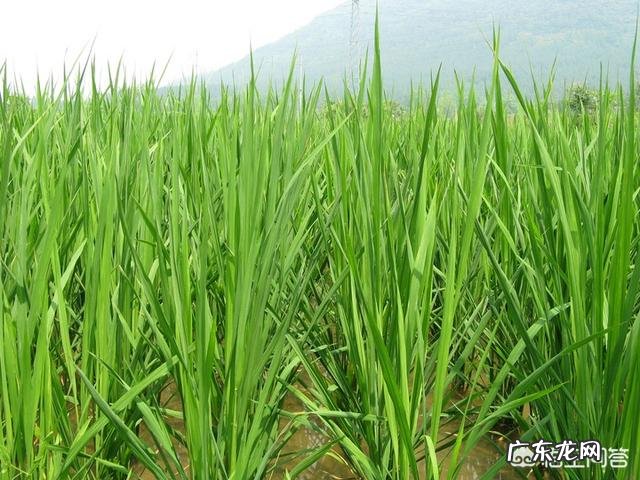 你收集了哪些关于夏天的句子?