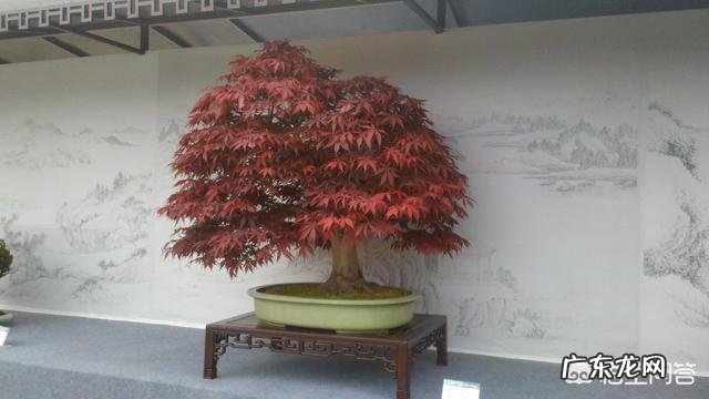 红枫叶两天洒一次水，叶子为什么会枯黄？