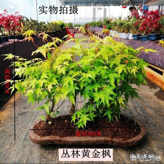 红枫叶两天洒一次水,叶子为什么会枯黄?