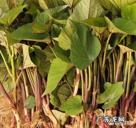 怎么买地瓜苗？需要注意哪些问题？