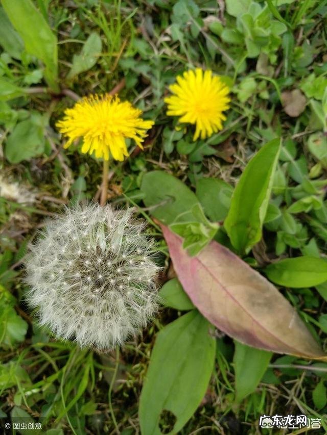 怎么区分曲曲菜和蒲公英?