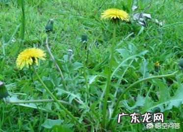 怎么区分曲曲菜和蒲公英?