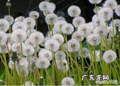 怎么区分曲曲菜和蒲公英?