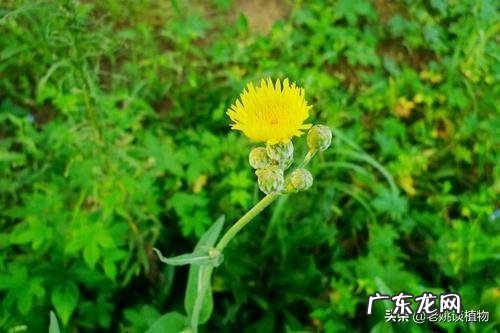 怎么区分曲曲菜和蒲公英?