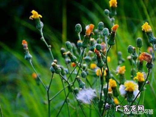 怎么区分曲曲菜和蒲公英?