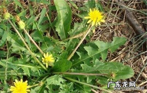 怎么区分曲曲菜和蒲公英?