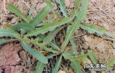 怎么区分曲曲菜和蒲公英?