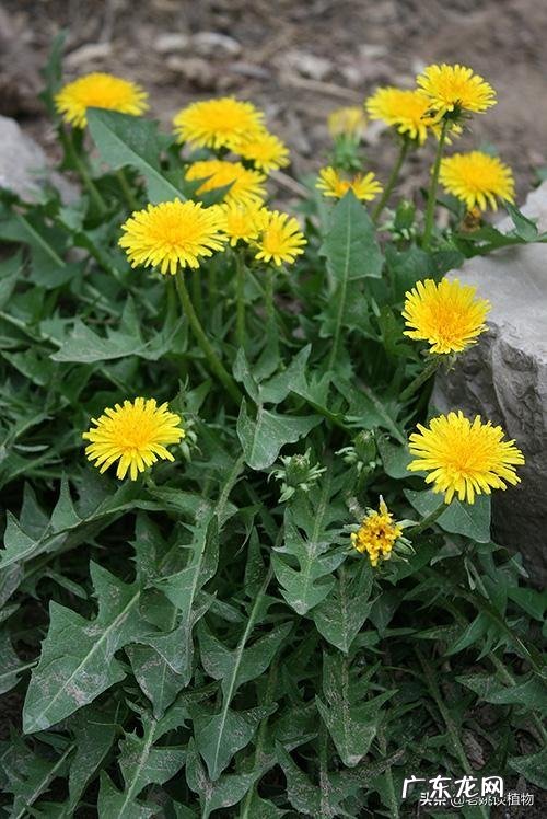 怎么区分曲曲菜和蒲公英?