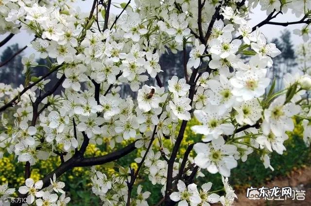 对于清明节期间,朋友圈发坟头的人究竟是什么心态?