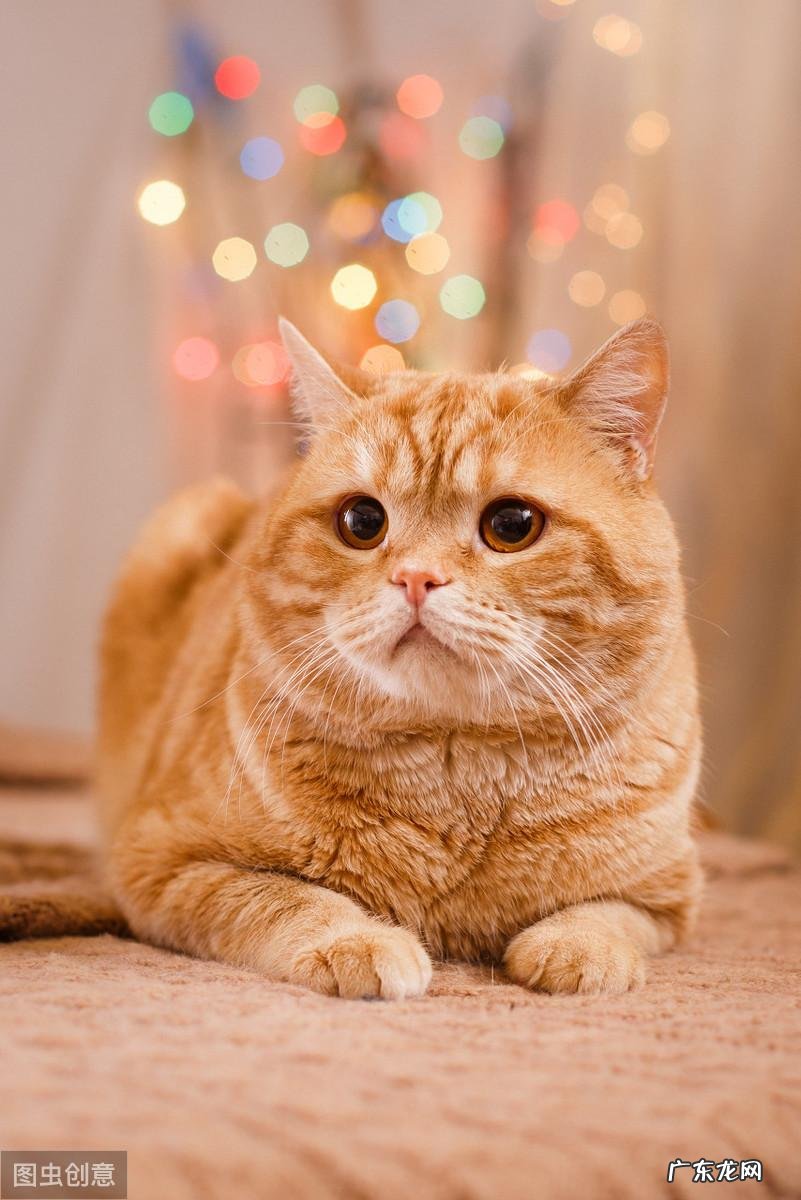 宠物咨询 宠物问答常识