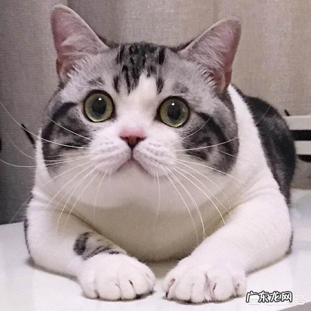 喜马拉雅猫和美短猫哪个好?