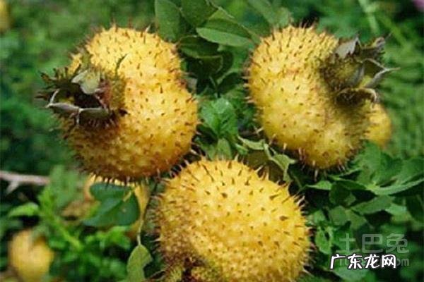 刺梨酒的危害 刺梨价格是多少