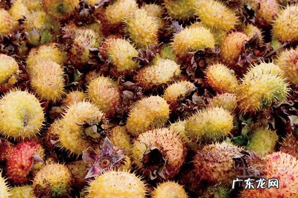 刺梨酒的危害 刺梨价格是多少