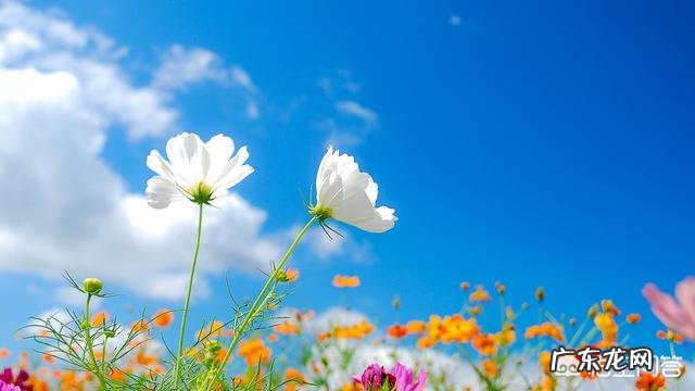 摄影时，怎么搭配色彩，可以让画面更“鲜活”？