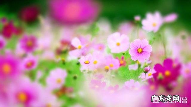 摄影时，怎么搭配色彩，可以让画面更“鲜活”？