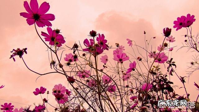 摄影时，怎么搭配色彩，可以让画面更“鲜活”？