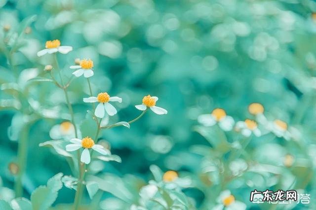 摄影时，怎么搭配色彩，可以让画面更“鲜活”？