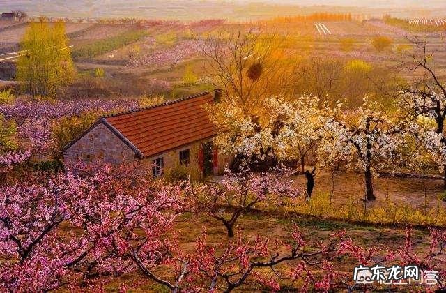 大家知道哪些写桃花、杏花、梨花的诗词?