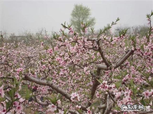 大家知道哪些写桃花、杏花、梨花的诗词？