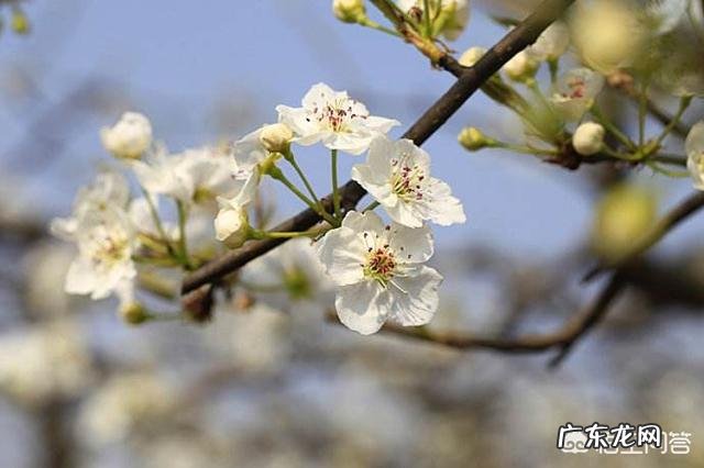 大家知道哪些写桃花、杏花、梨花的诗词?